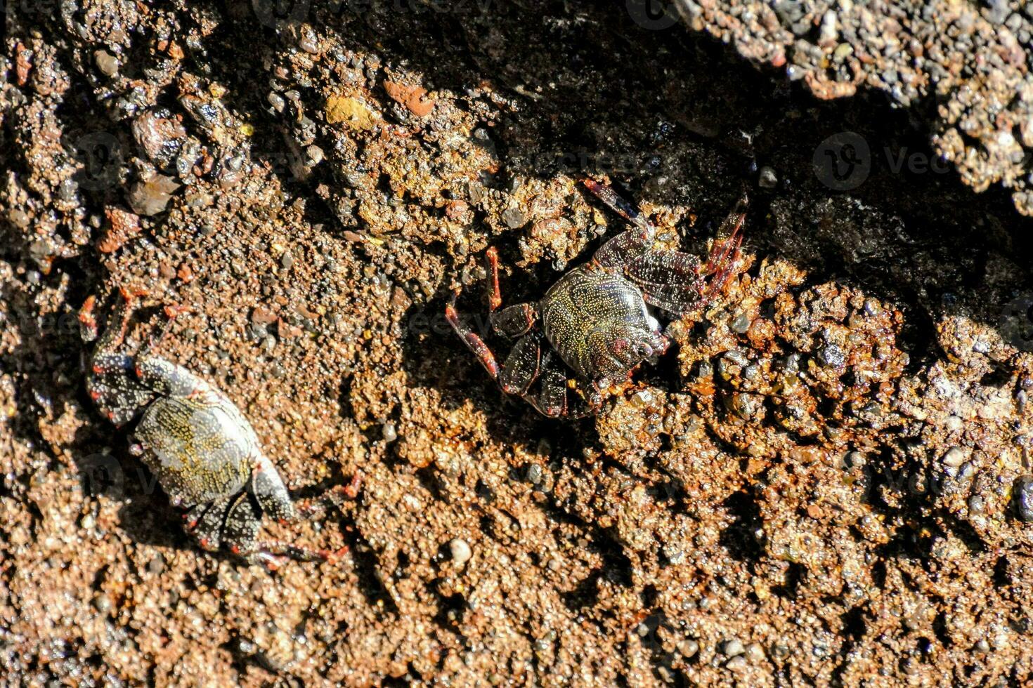 krabbor på de Strand foto