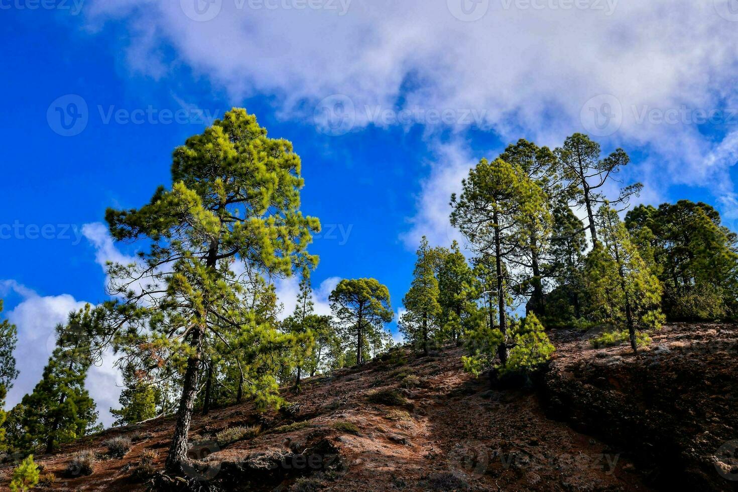 naturskön skog landskap foto