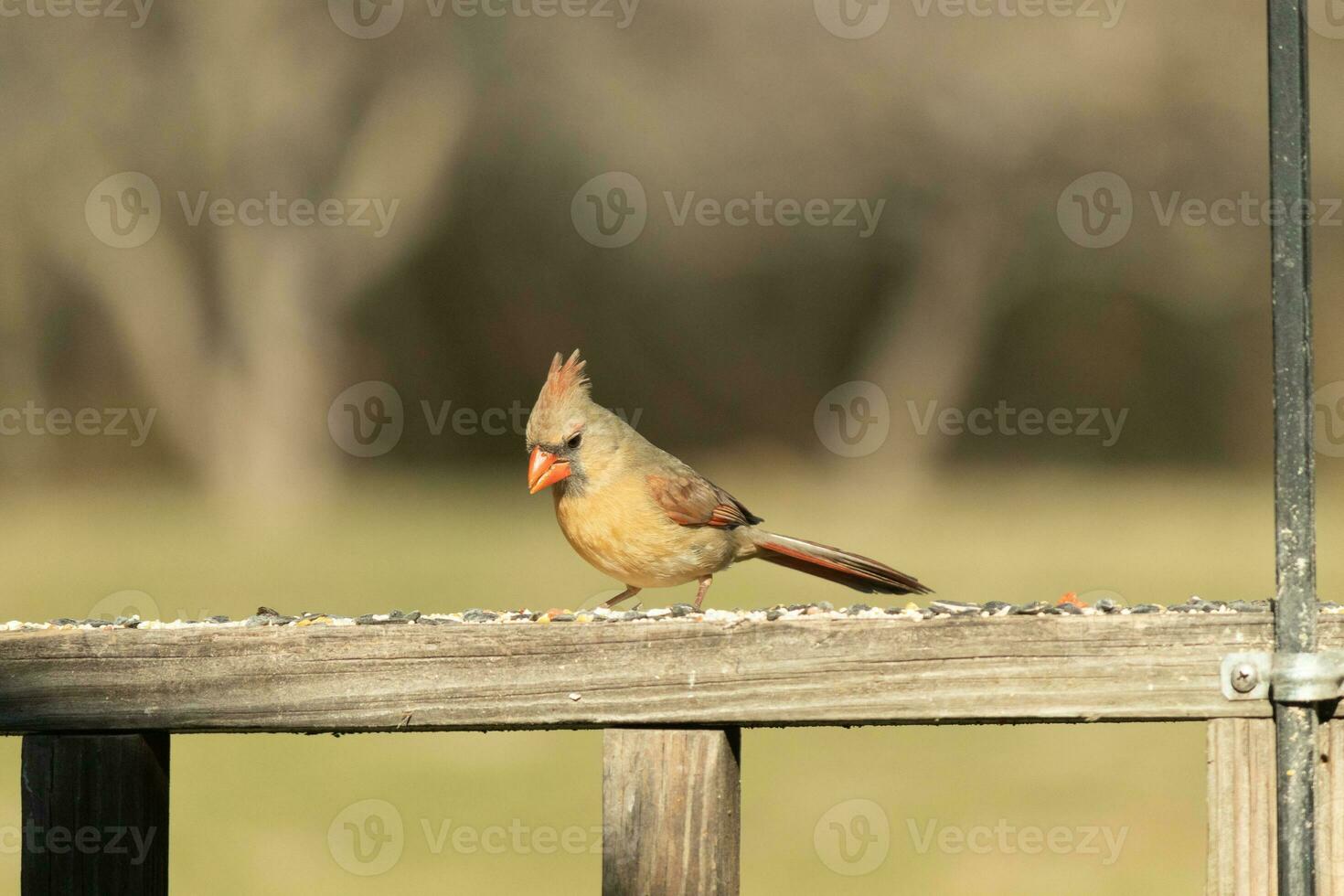 kvinna kardinal kommande ut till de trä- räcke för fågelfrö. henne brun fjädrar är designad för kamouflage som motsatt till de ljus röd av de manlig. henne liten orange näbb spetsig utåt. foto