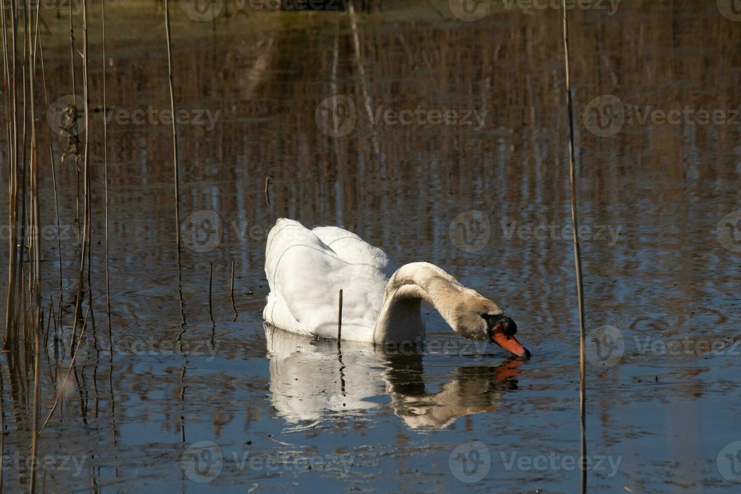 jag kärlek de se av detta skön vit svan simning genom detta damm. de stor vit fågel verkar ganska fredlig. de reflexion under detta avian är verkligen Söt i de fortfarande vatten. foto