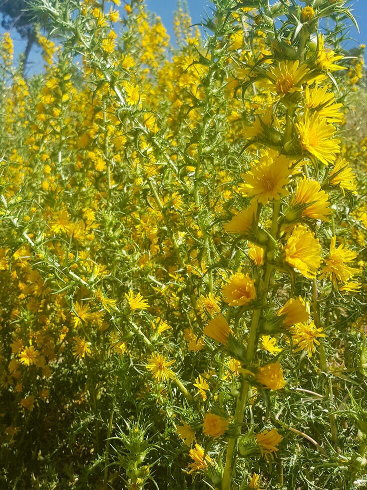 scolymus hispanicus en taggig skönhet foto