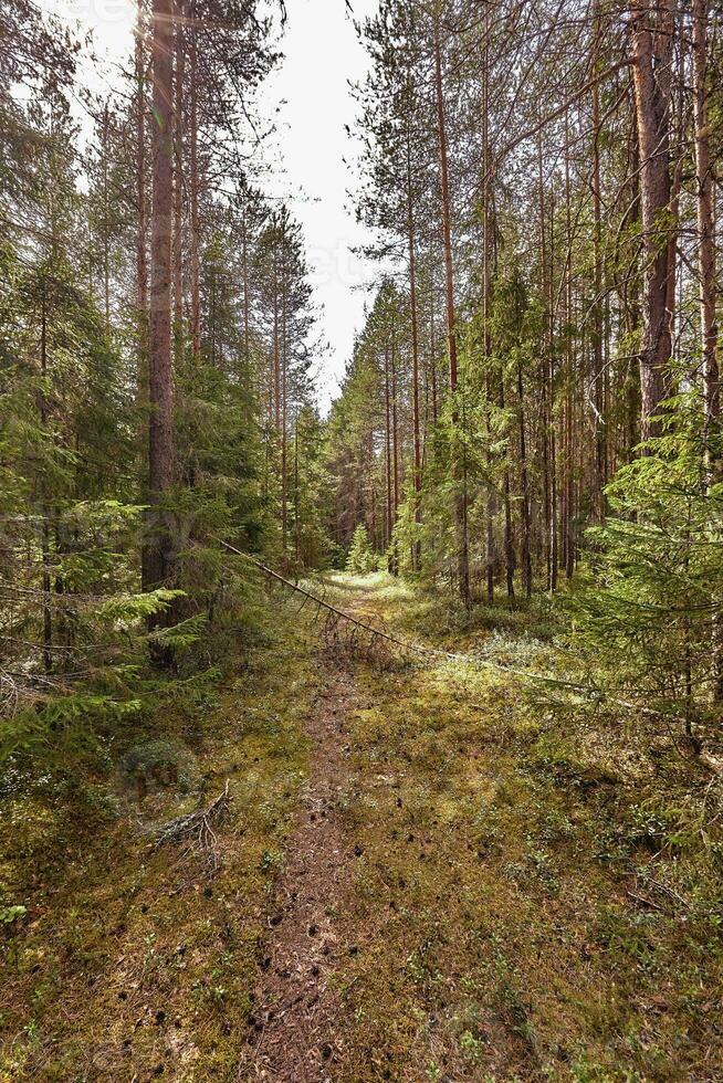 skog väg under solnedgång solstrålar. körfält löpning genom de sommar lövfällande skog på gryning eller soluppgång. foto