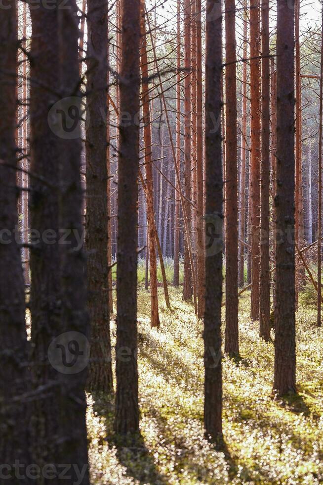 skön landskap av tall skog i sommar dag. de lång träd av de tall träd växande i de gammal skog. foto