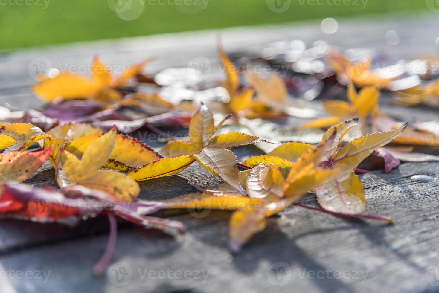 färgglada löv på ett bord foto