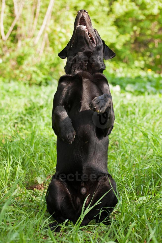 svart labrador retriever foto