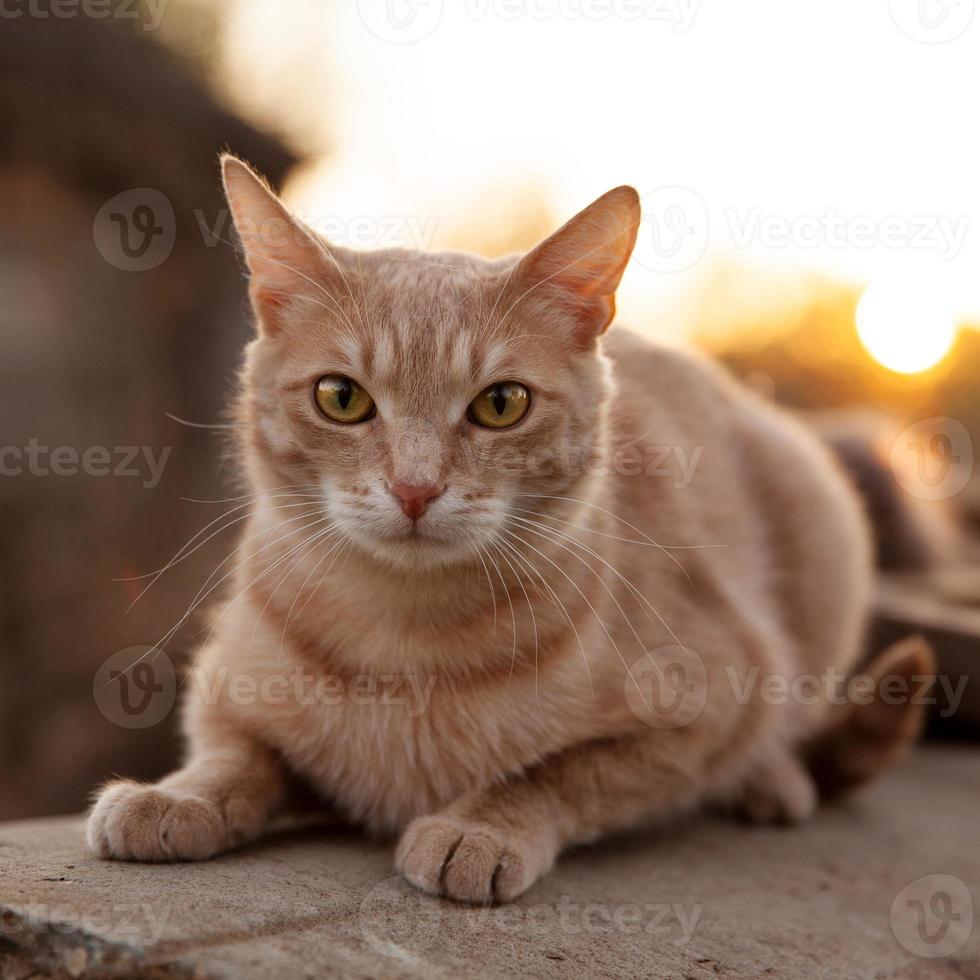 rödhårig katt ligger och stirrar på oss foto