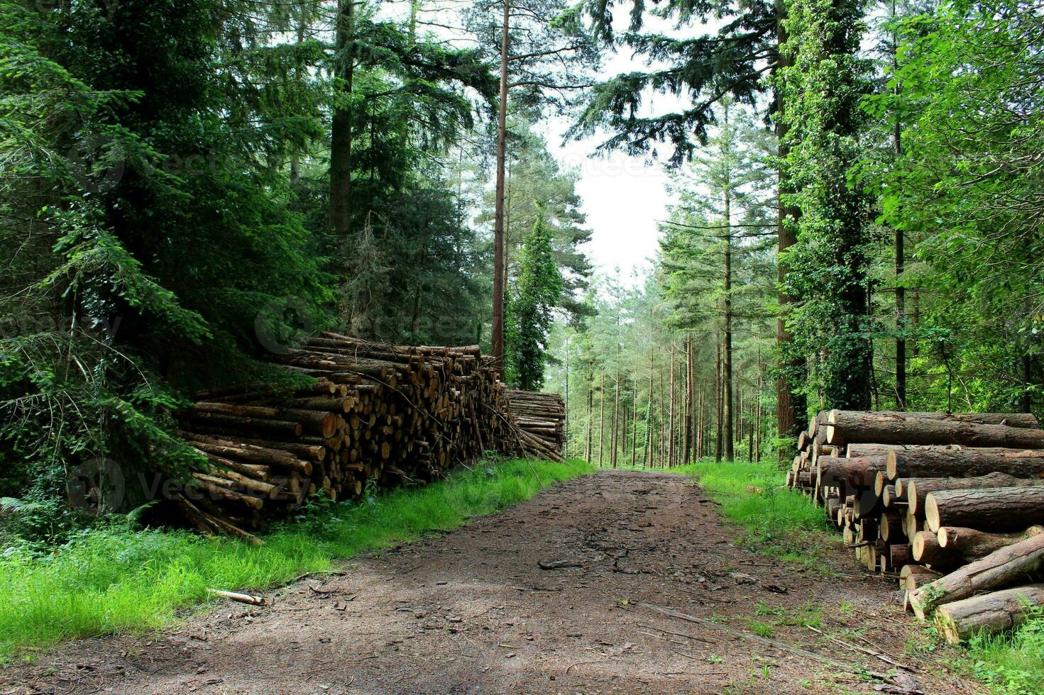 lugn skog scen störd förbi miljö- skada foto