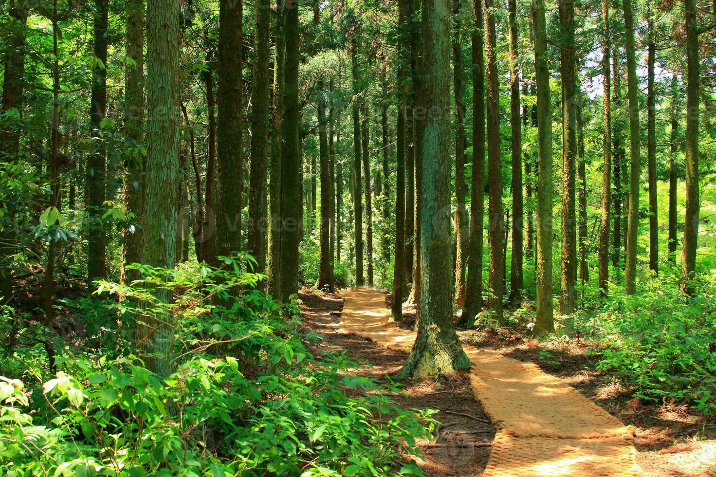 lugn skog spår solbelyst skog golv med gammal växt träd och frodig lövverk foto