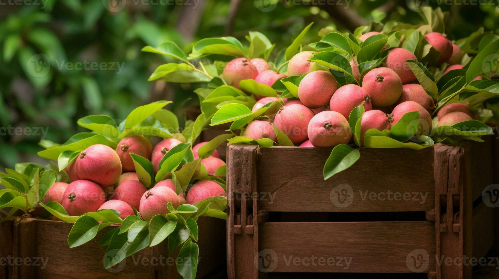 nyligen plockade guava frukt från trädgård placerad i de lådor. generativ ai foto