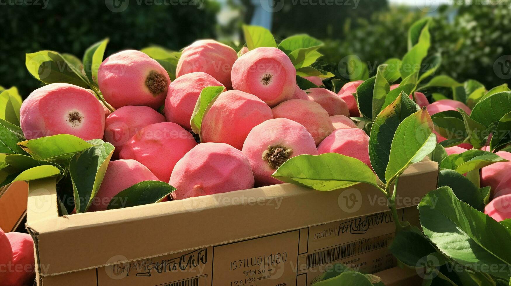 nyligen plockade guava bol frukt från trädgård placerad i de lådor. generativ ai foto