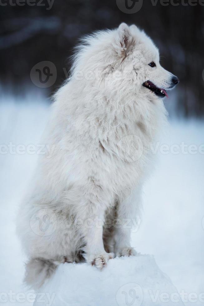 stor hund som sitter på ett snökom foto