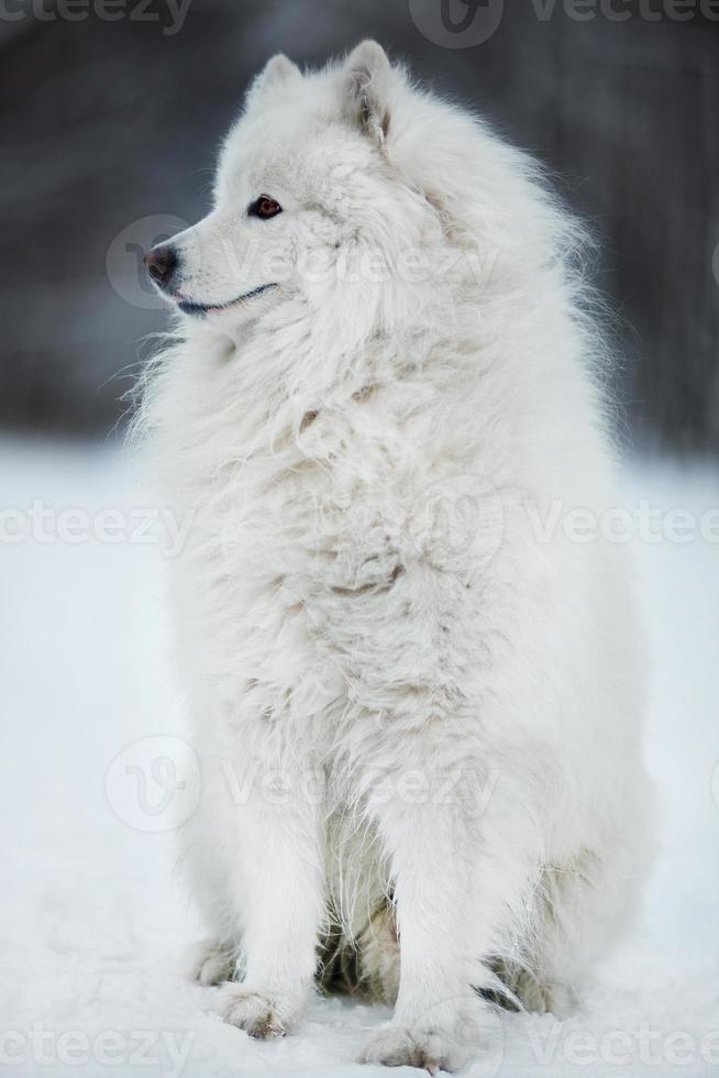 stor hund sitter och tittar åt sidan foto