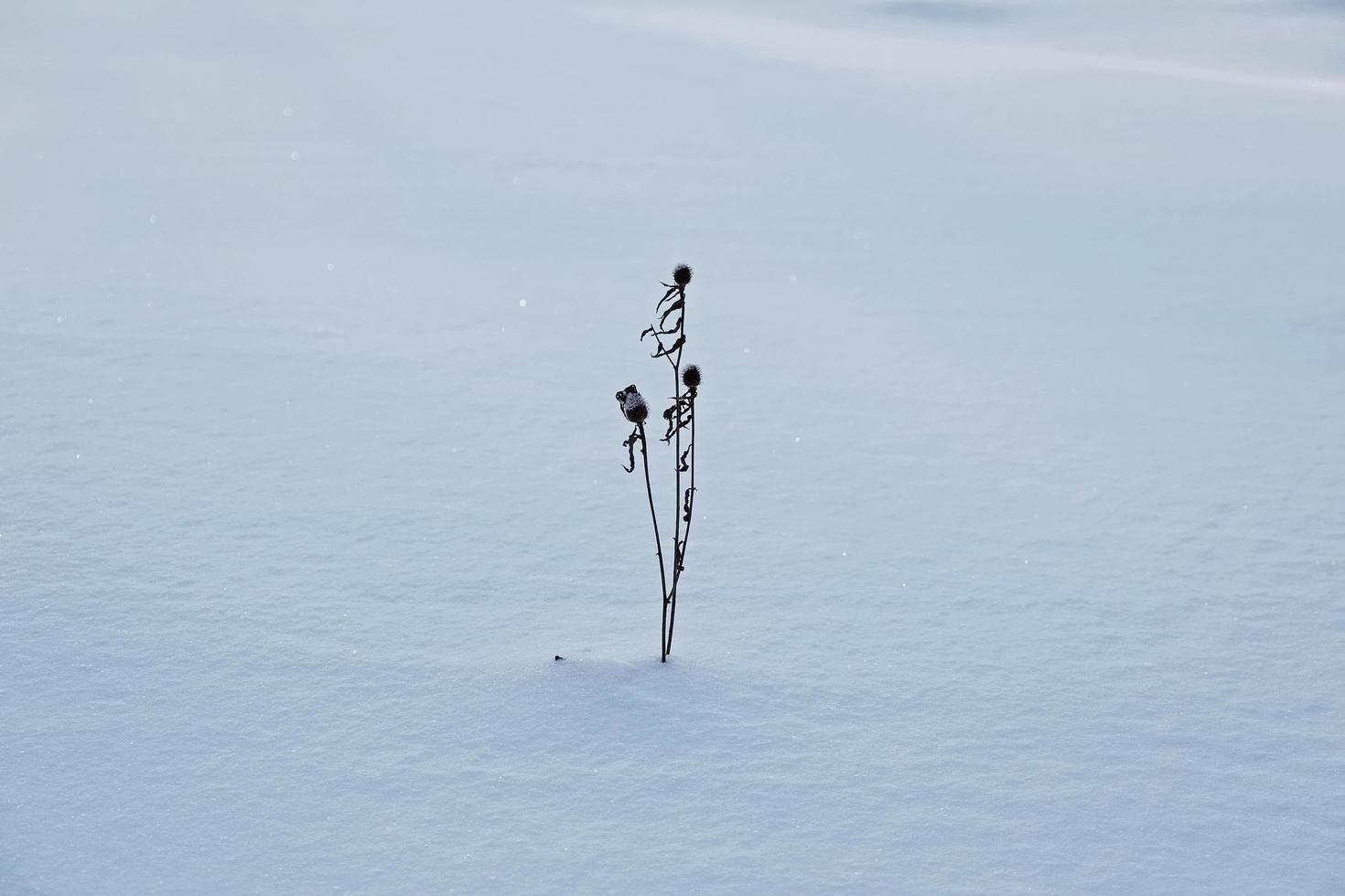 torkad blomma som sticker ut ur snön foto