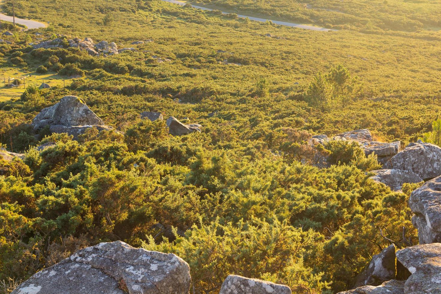 vegetation i regionen Galicien, Spanien foto