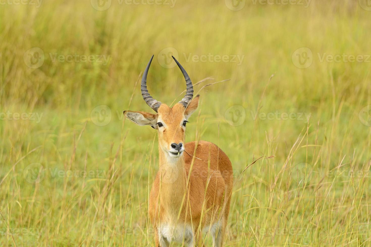 uganda kob i savannen foto