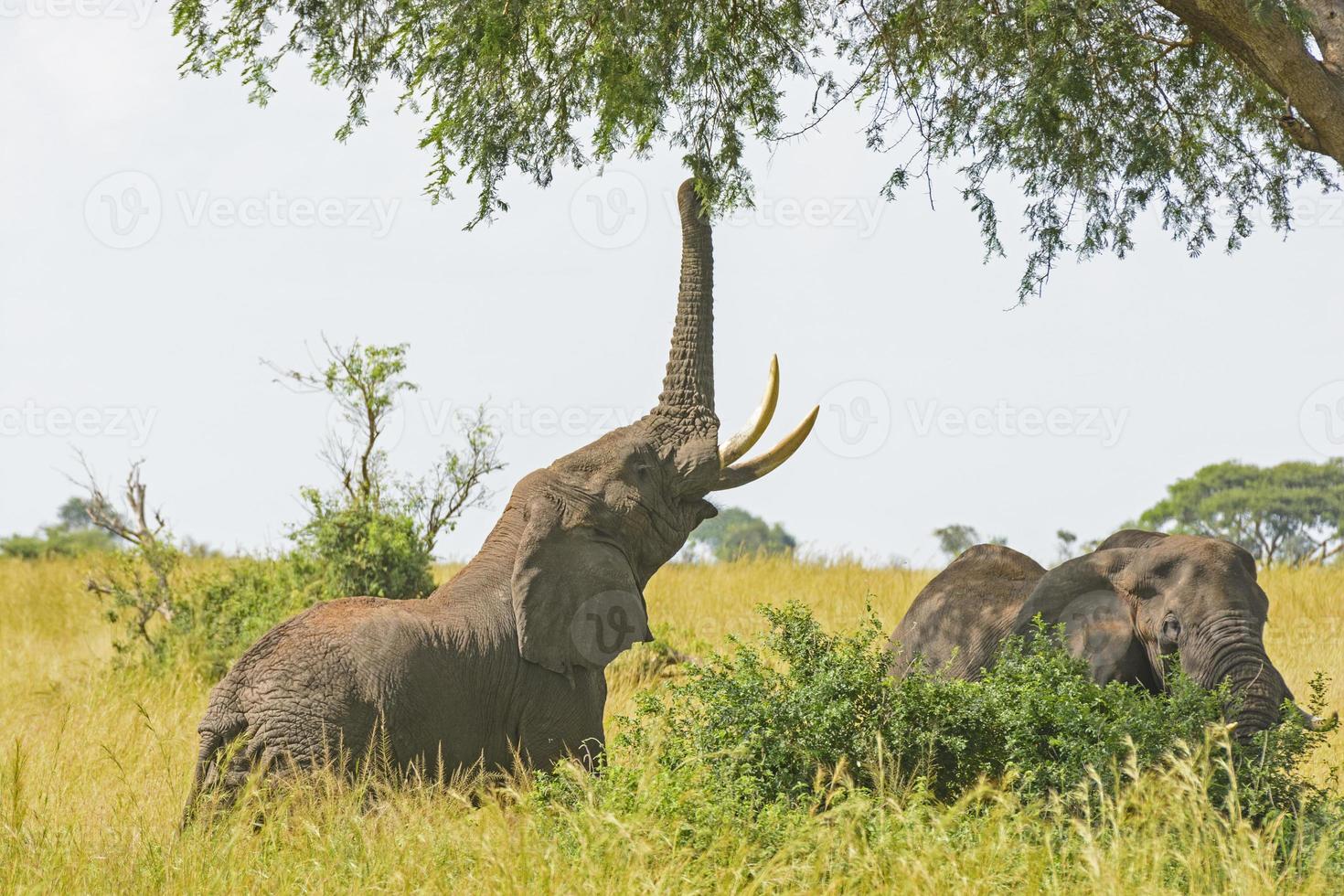 elefant som får mat från ett akaciaträd foto