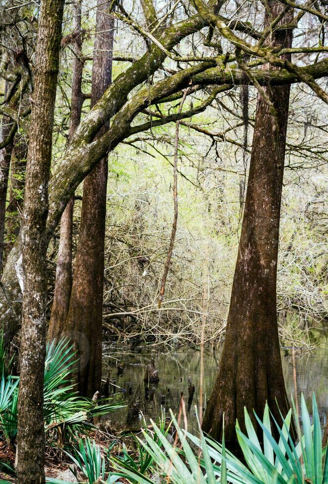 träsk träd i florida foto