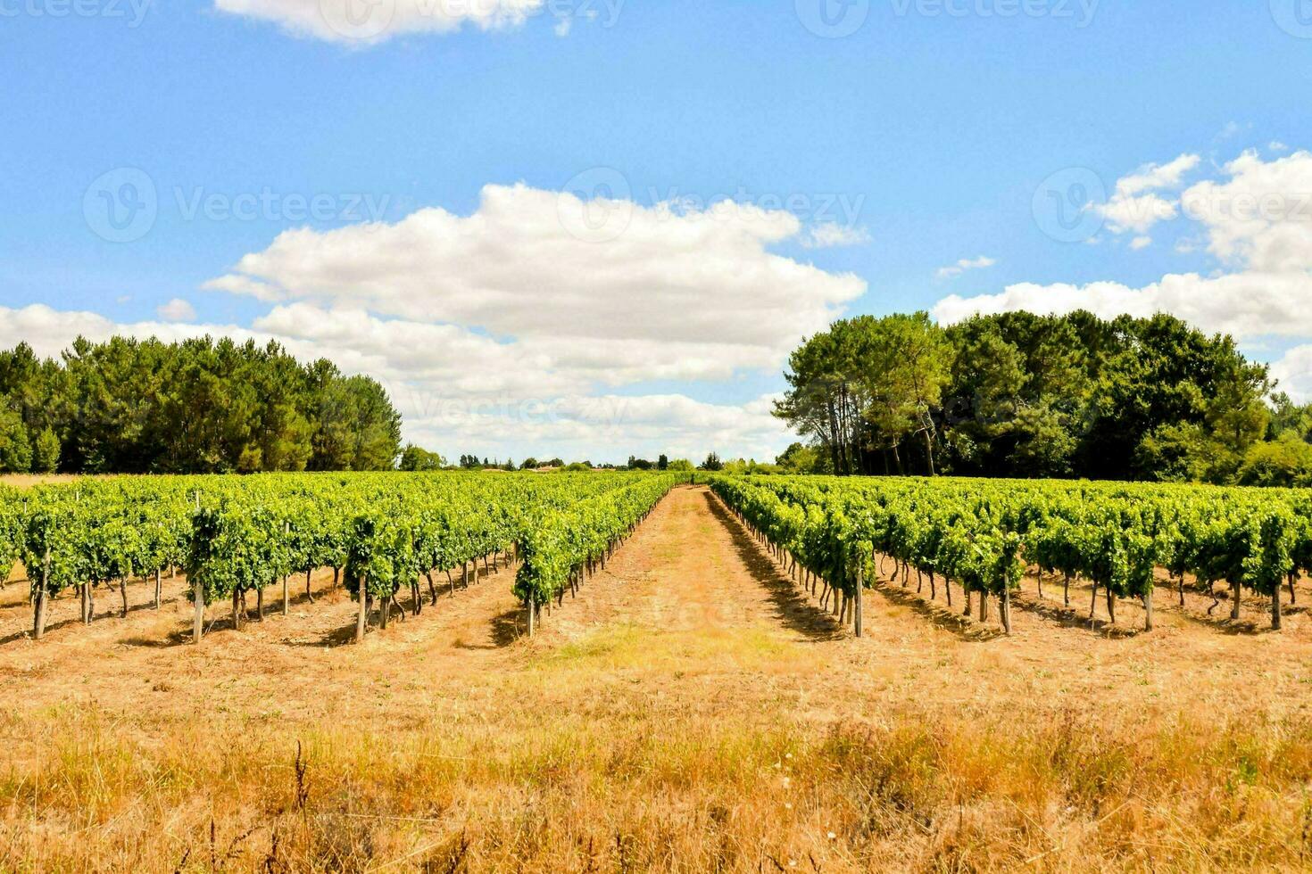 en vingård fält med en blå himmel foto
