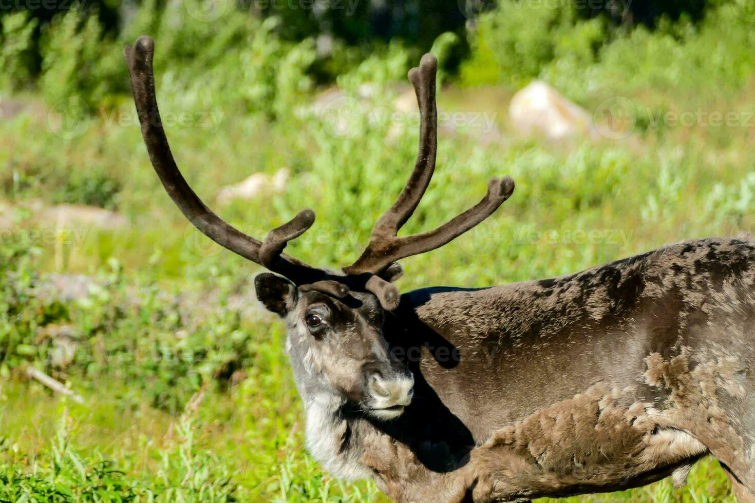 en ren med stor horn stående i en gräs- fält foto