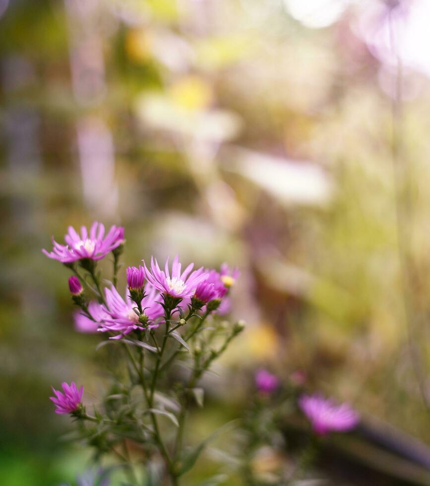 skön oskärpa lila blomma i aktuell trädgård foto