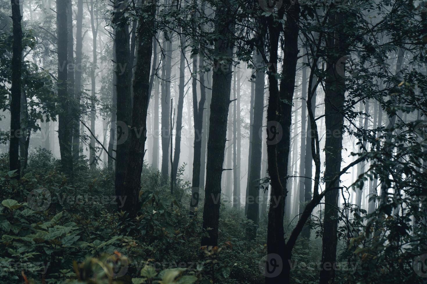 mörk skog under en dimmig skogs tall i asien foto