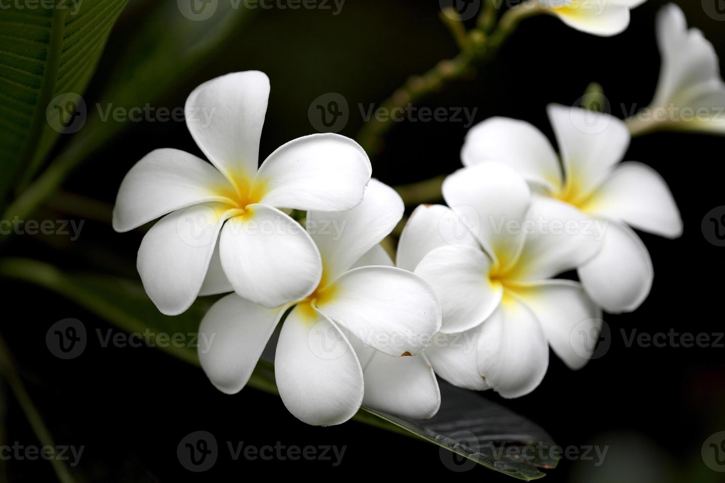 vit frangipani blomma foto