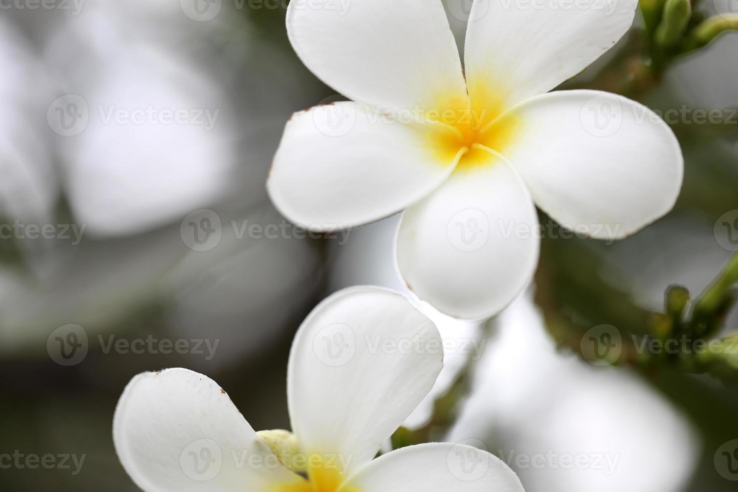 vit frangipani blomma foto