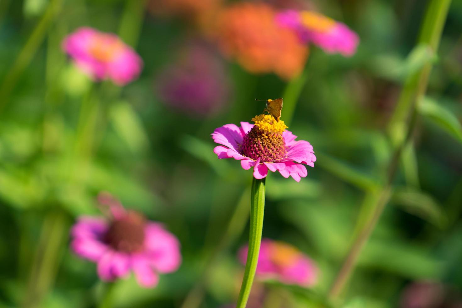 blomma zinnias med att sitta på den en liten orange fjäril foto