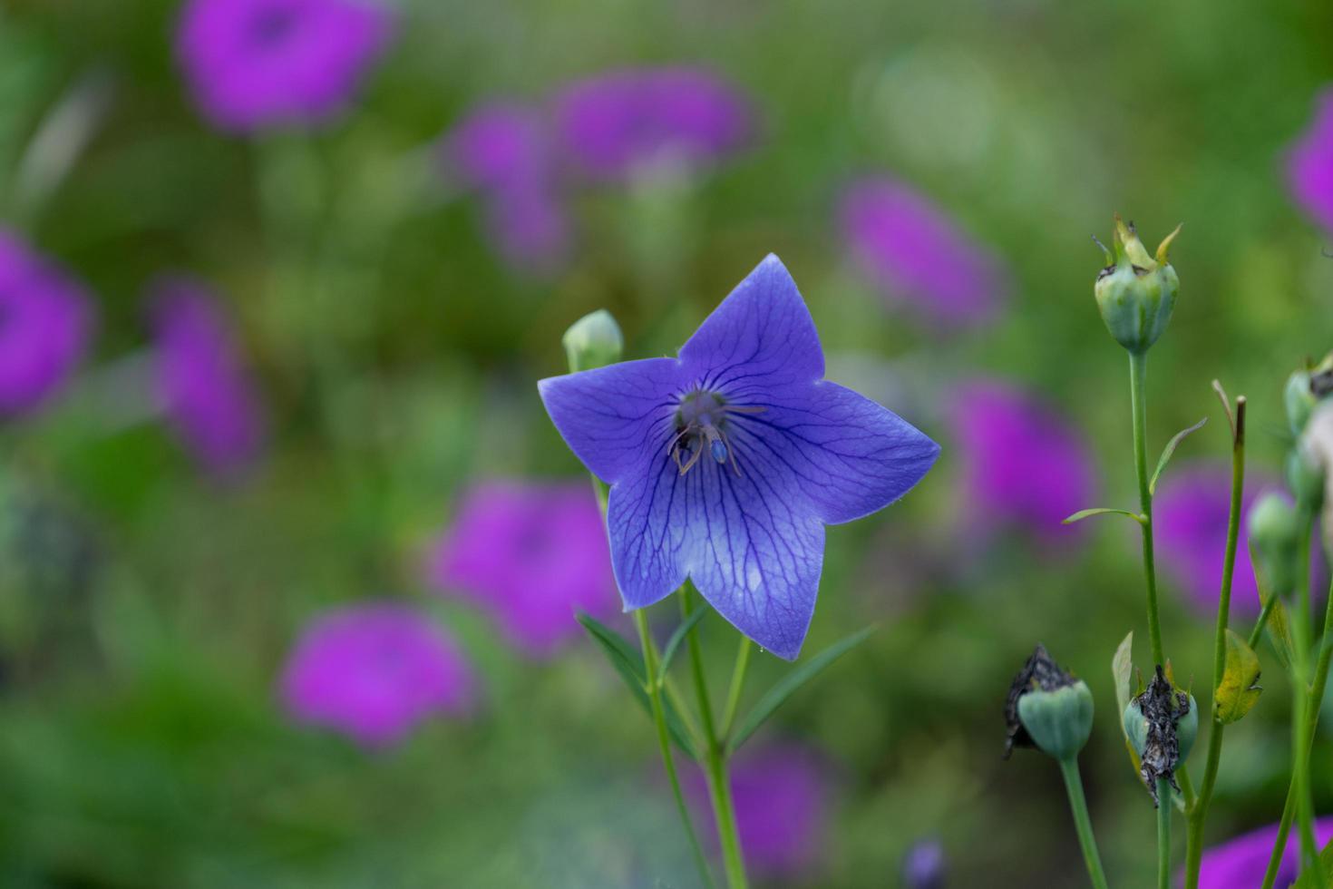 stor lila blåklocka blomma på suddig grön bakgrund foto