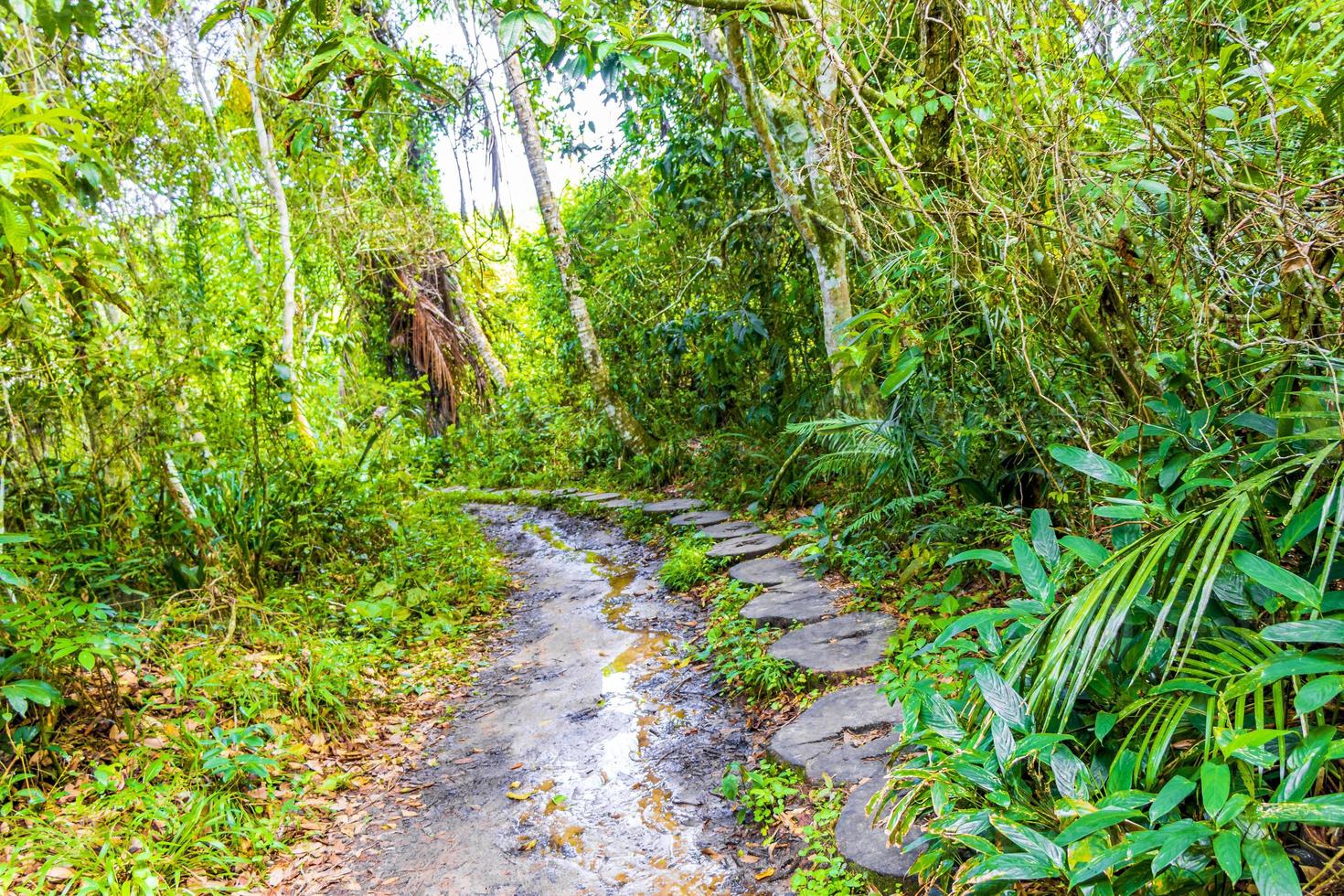 vandringsled i den naturliga tropiska djungelskogen ilha grande brasilien. foto