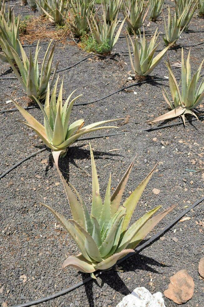 agave växter i de fält foto