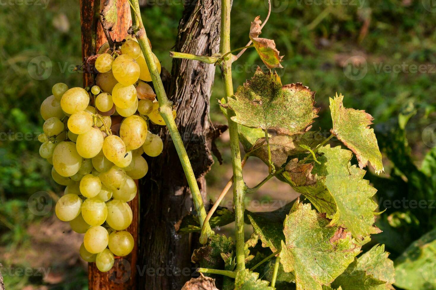 en knippa av gul vindruvor på en vin foto