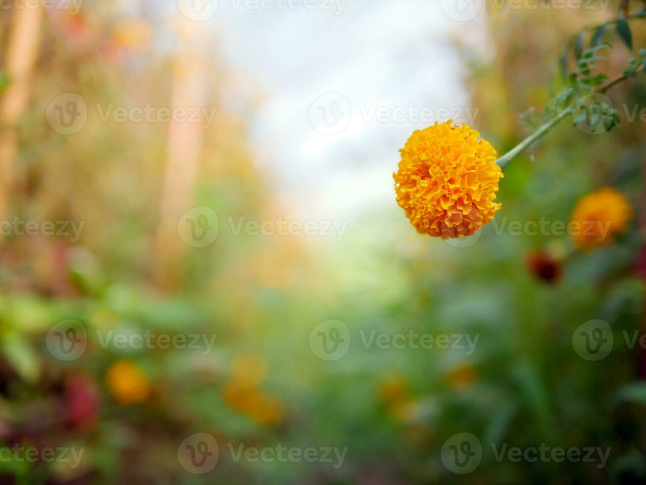 skön orange ringblomma blommor i de fält, blomstrande gul ringblomma blomma trädgård plantage i morgon- foto