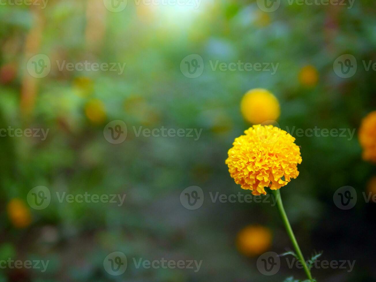 skön orange ringblomma blommor i de fält, blomstrande gul ringblomma blomma trädgård plantage i morgon- foto