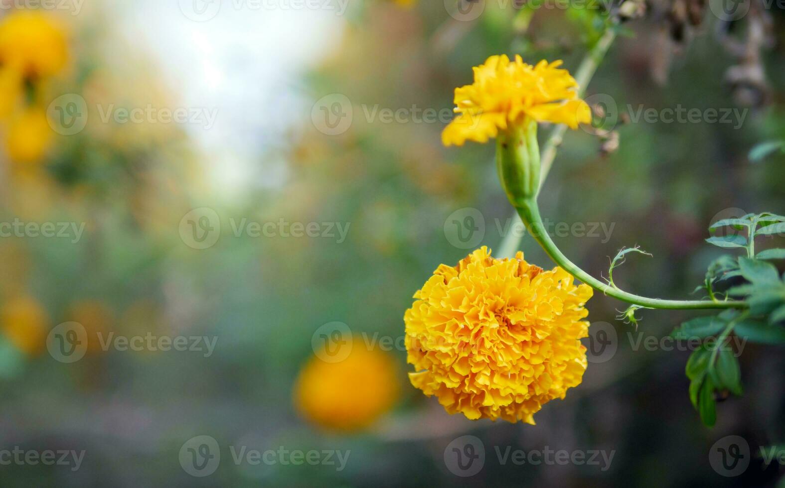 skön orange ringblomma blommor i de fält, blomstrande gul ringblomma blomma trädgård plantage i morgon, närbild foto