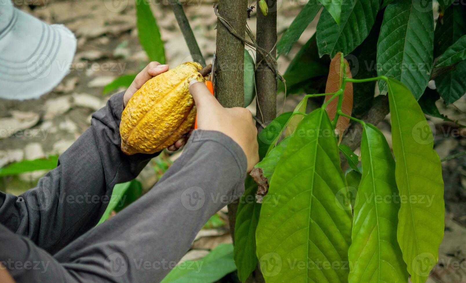 kakao jordbrukare använda sig av beskärning sax till skära de kakao skida eller frukt mogen gul kakao från de kakao träd. skörda de jordbruks kakao företag producerar. foto