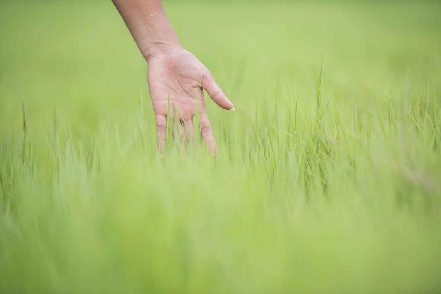 kvinnans hand vidrör det gröna gräset foto