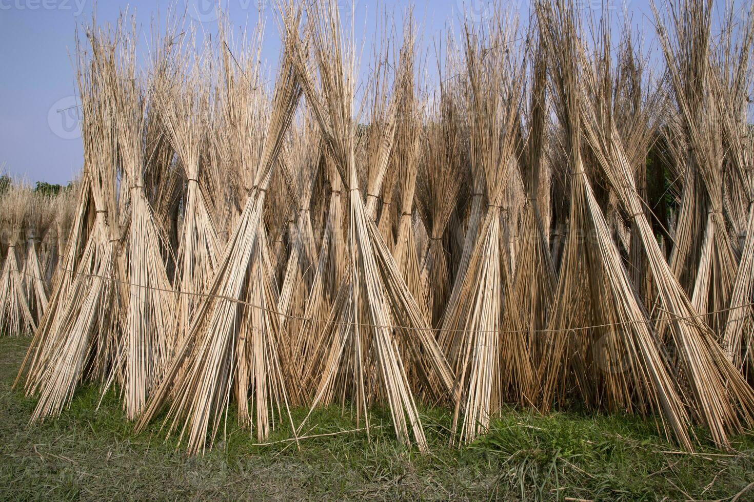 många jute pinnar är staplade för Sol torkning på sadarpur, faridpur, bangladesh. ett och endast jute odling är i faridpur, bangladesh foto