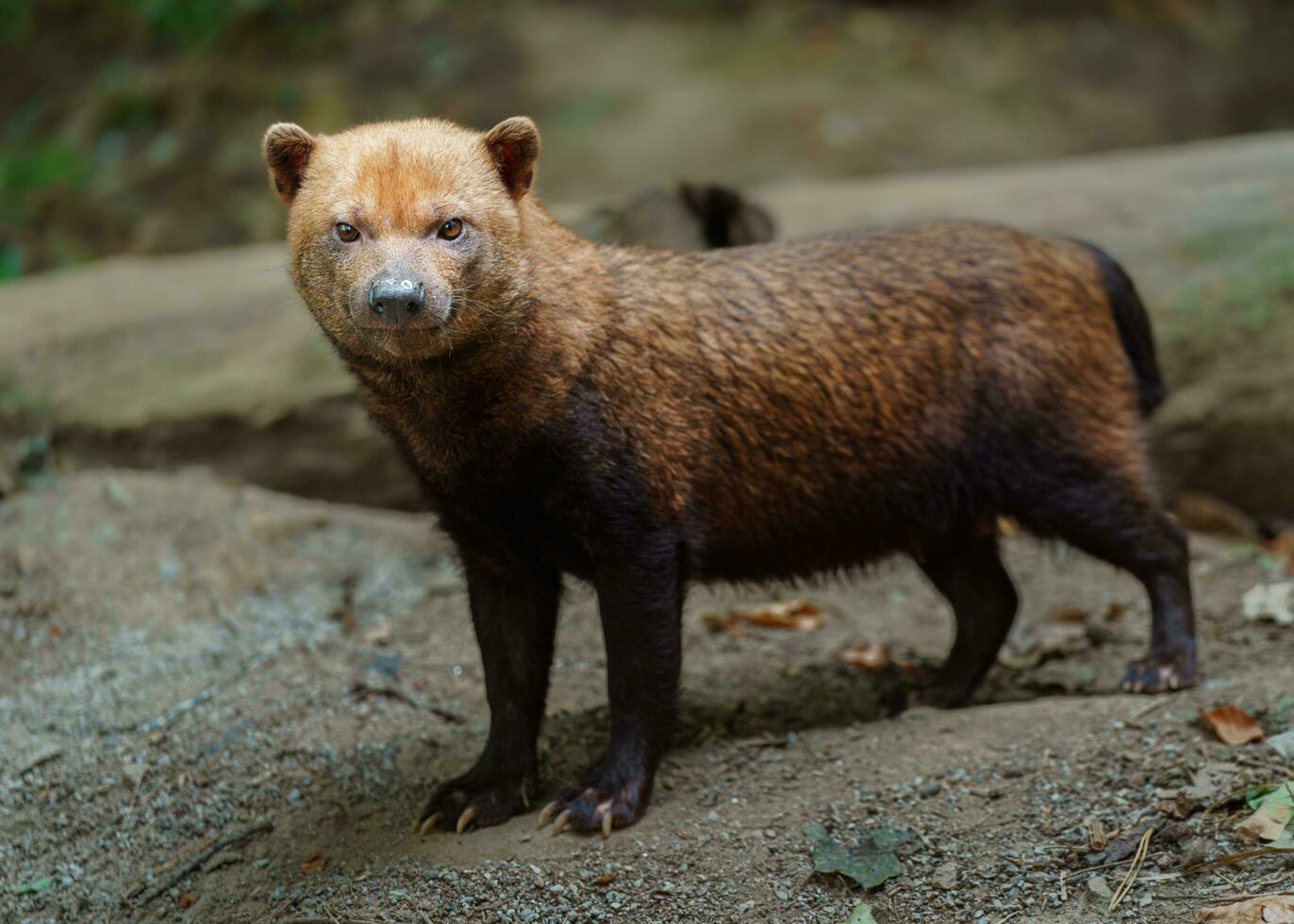 porträtt av buske hund i Zoo foto