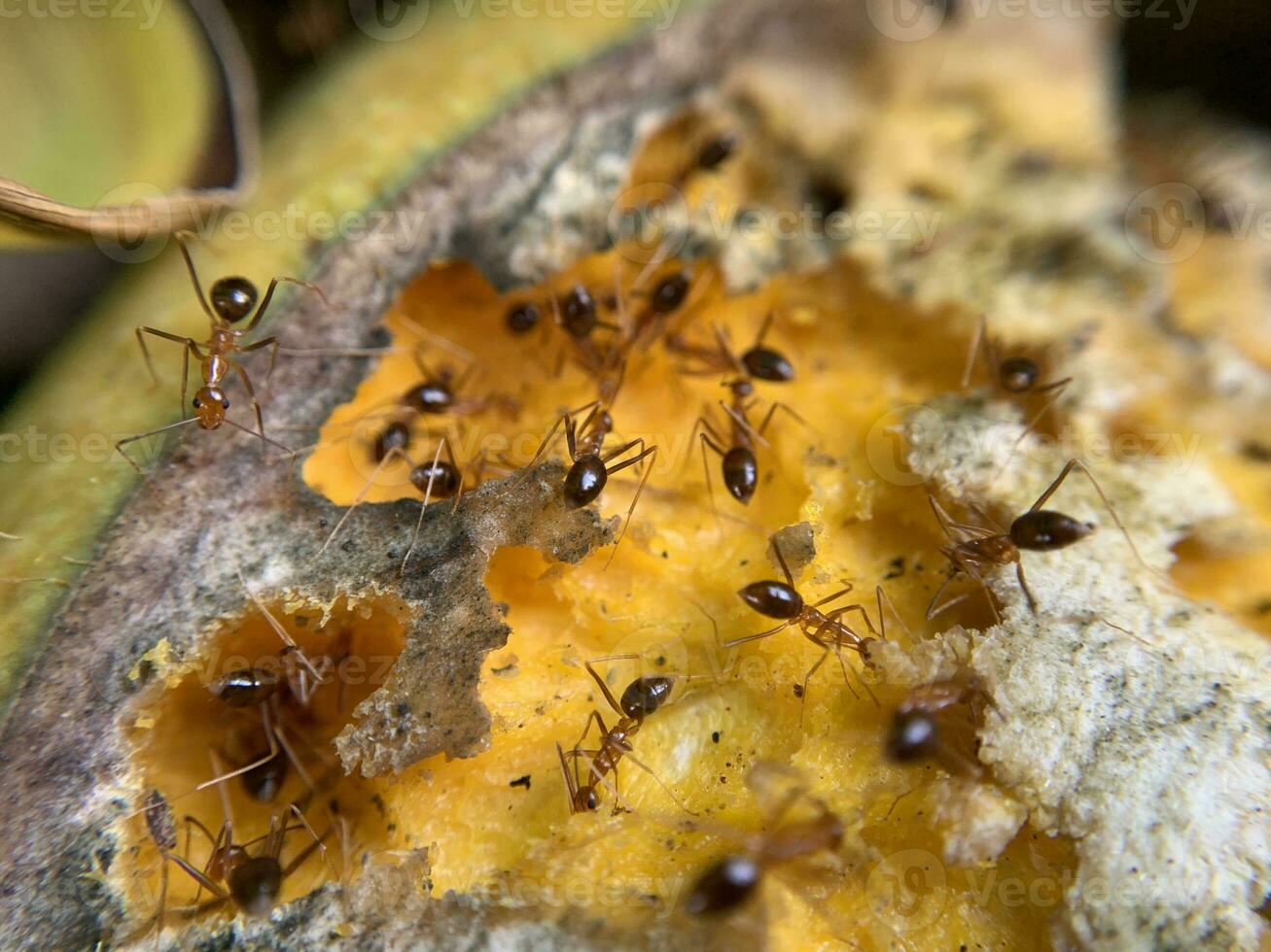 makro skott av gul myra eller anoplolepis gracilipes på mogen mango frukt foto