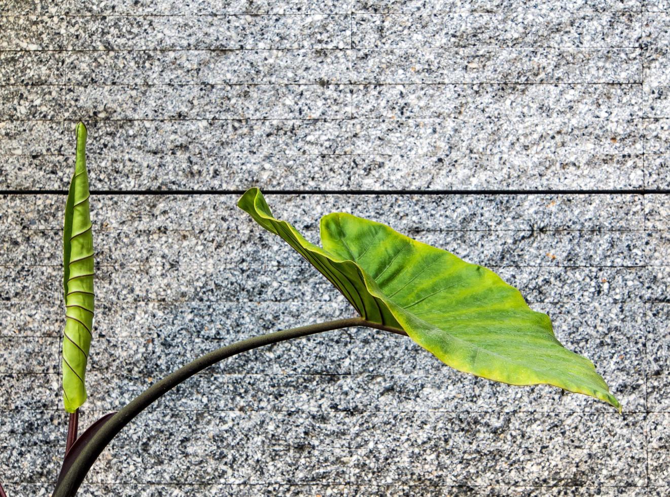 jätte alocasia blad och grå betongvägg foto