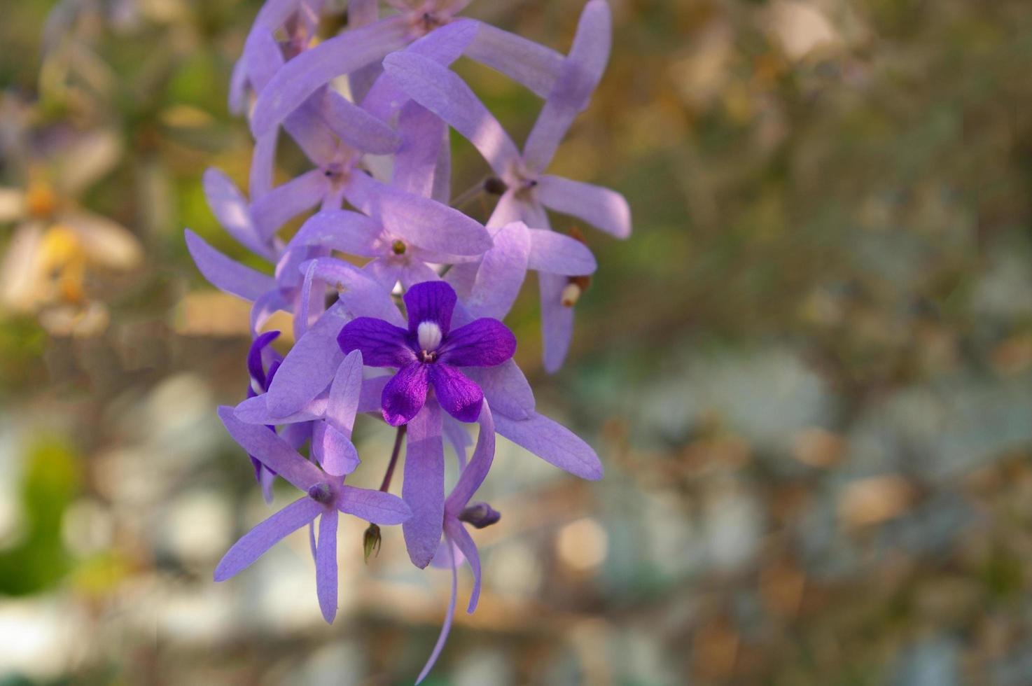 närbild blomman av lila krans, sandpapper vinstockar foto