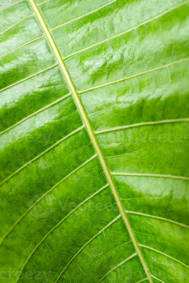 grön blad med randig ven naturlig bakgrund foto