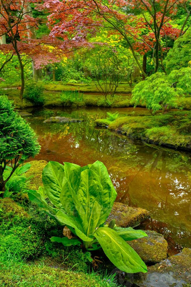 japansk trädgård, parkera clingendael, de Haag, nederländerna foto