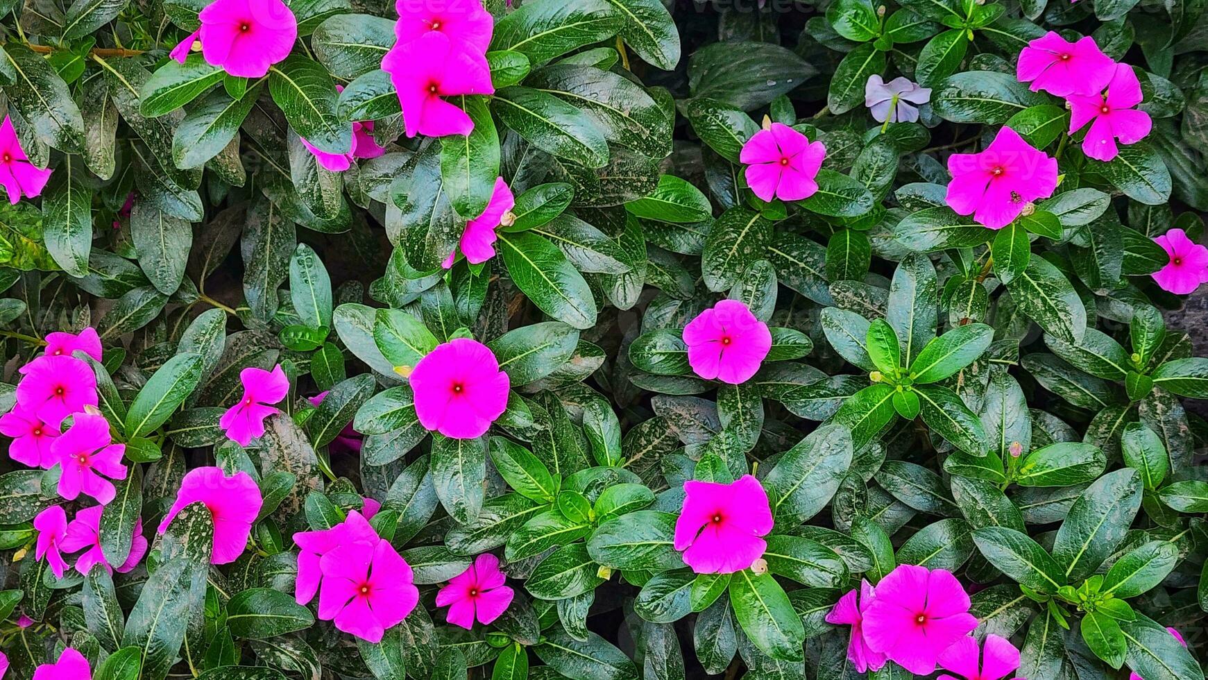 rosa snäcka blomma blomning i de trädgård, stock Foto