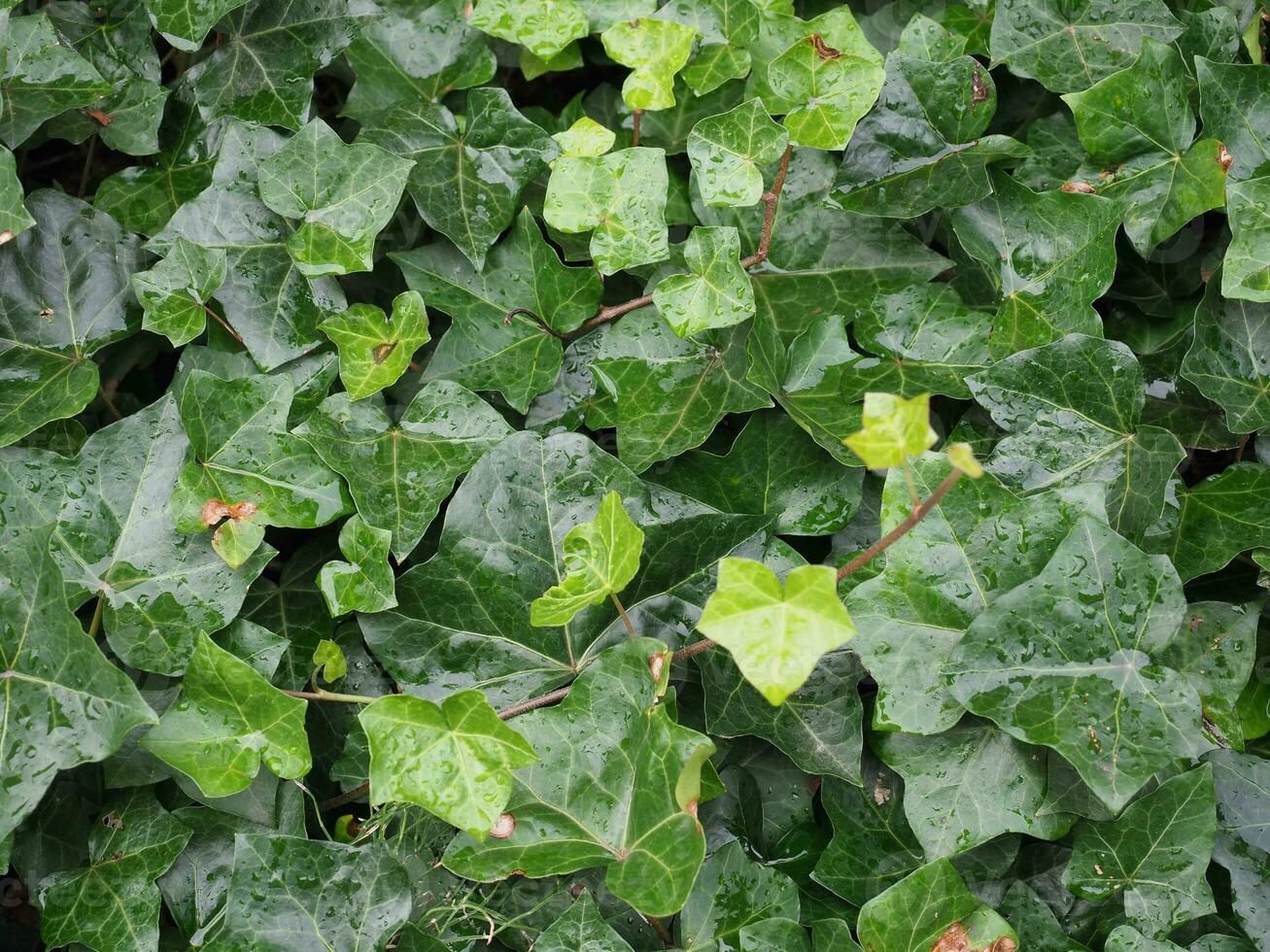 murgröna växt bakgrund foto