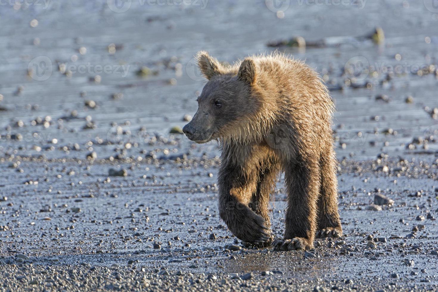 ung grizzlybjörn på en kustmynning foto