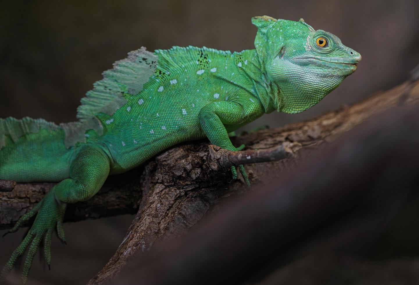 plumerad basilisk på gren foto