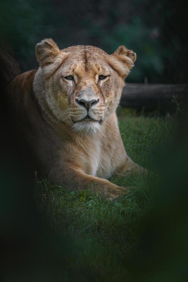 katanga lejon i gräs foto