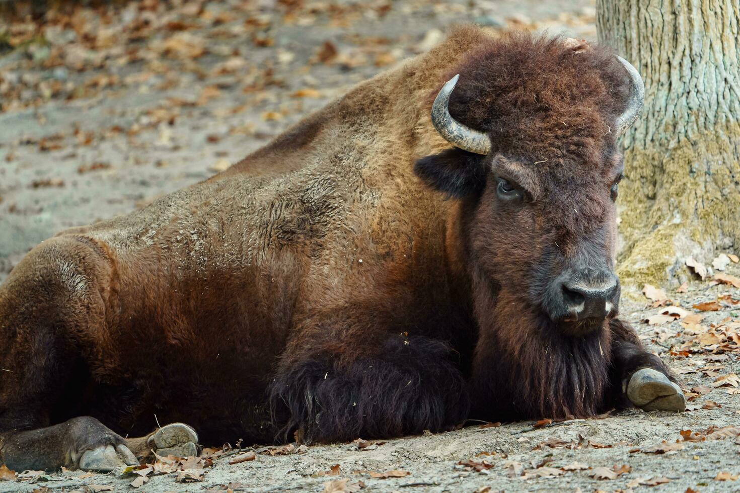 porträtt av amerikan bison i Zoo foto